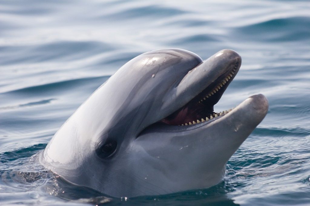 rejs na delfiny Lanzarote
